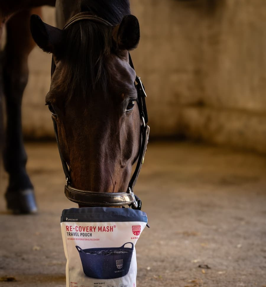 Why Hydration Matters: How Re-Covery Mash Supports Your Horse